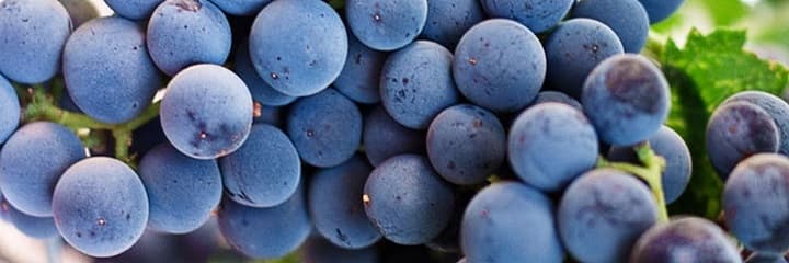 Bli en Lambrusco-entusiast!