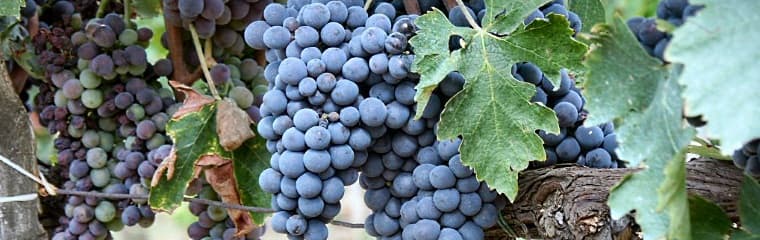 Brunello di Montalcino – där terroir, klimat & tradition jobbar ihop