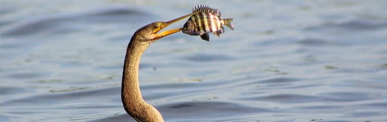Gone fishing…
