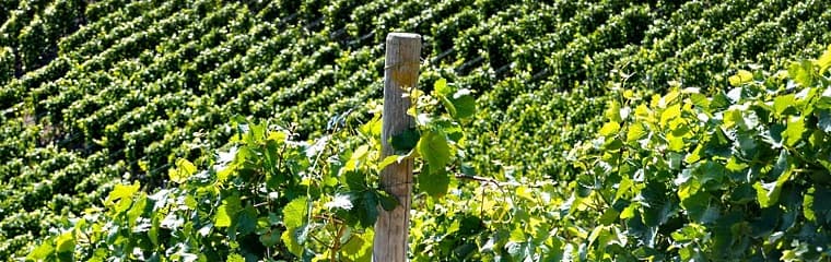 Vinho Verde