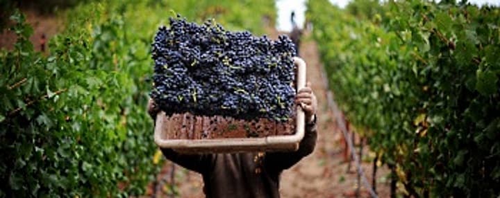 Fabrizio Fabiani Of Azienda Conzia