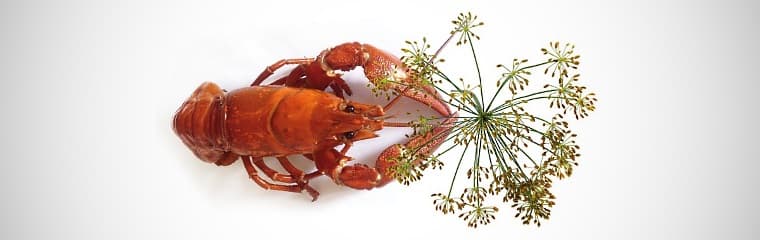 Kräftplanering på G – jag, min kräfta och min Chardonnay!