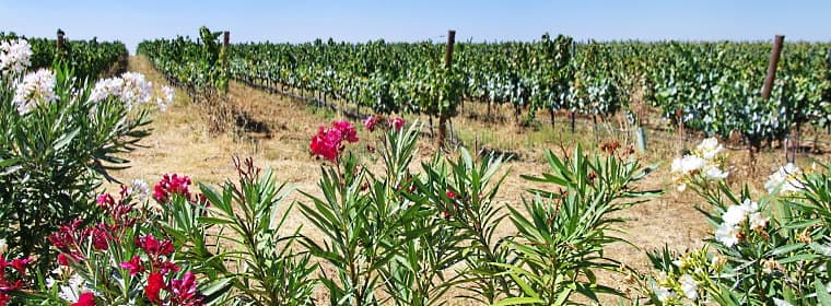Bairrada