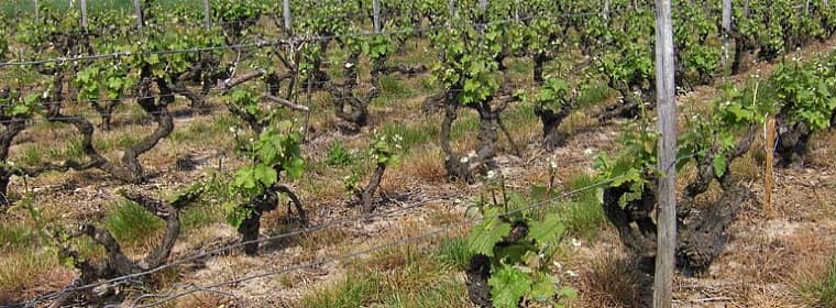 Vinette Wine /Stettyn Family Vineyards