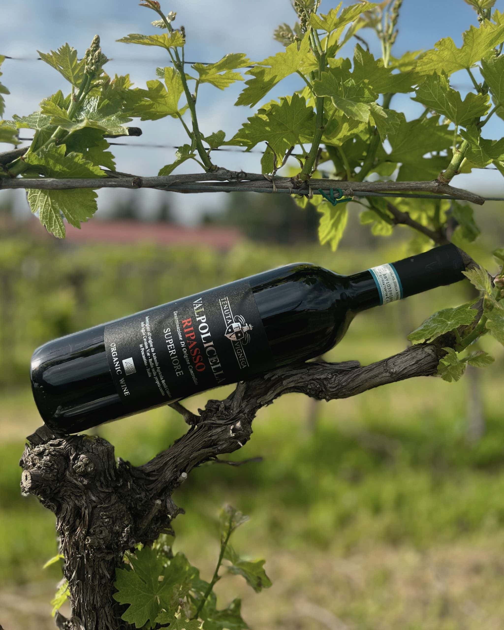 Tenuta Vignega Valpolicella Ripasso Superiore – Veronas själ i varje klunk