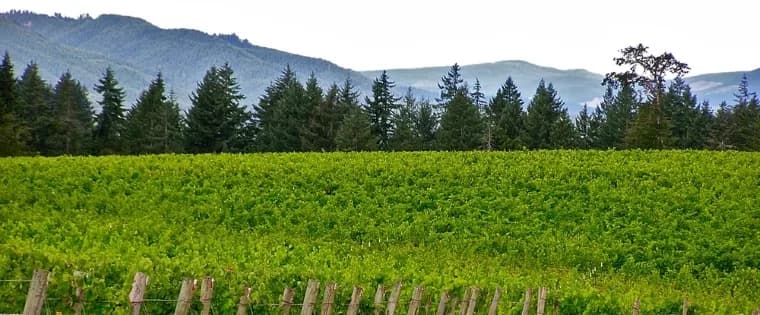 Château Bianca Winery