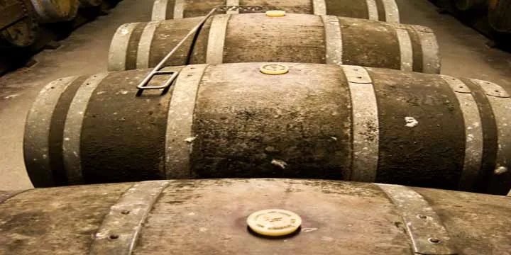 Wine barrels in cellar. Wide angle view.
