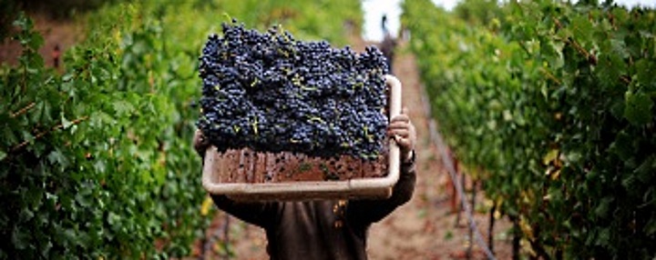 Fabrizio Fabiani Of Azienda Conzia