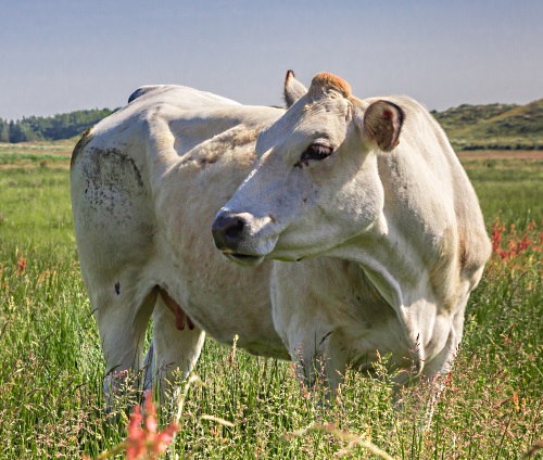 bild på nötkreatur, en vit ko typisk för området Piemonte kallad Fassona Piemontese