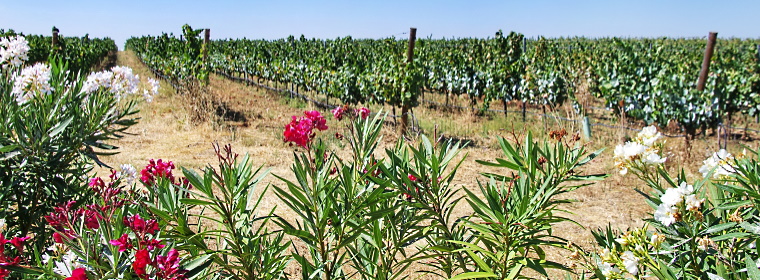 Bairrada