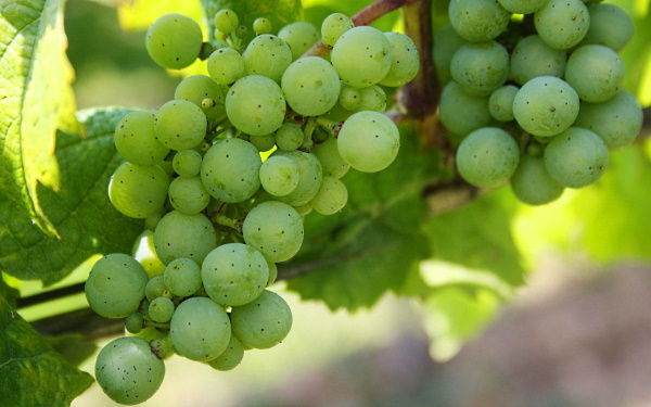 en klase av druvan chenin blanc