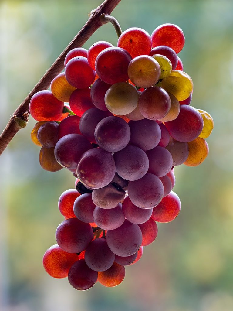 Pinot_Grigio