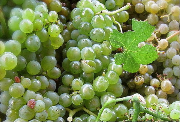 spaniens vita viner druvor