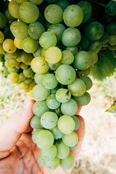 vinho verde gröna druvor