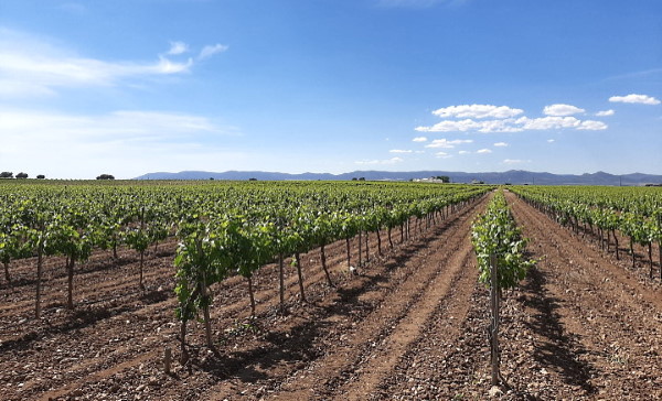 Isla Oro Garnacha Ecologico - vingård