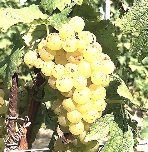 silvaner druva
