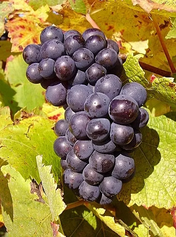 vin på burk - druvklase