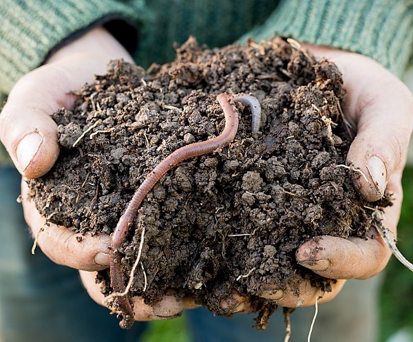 hållbart - jord med mask