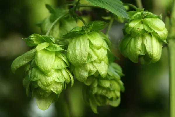 Zwickel-hops
