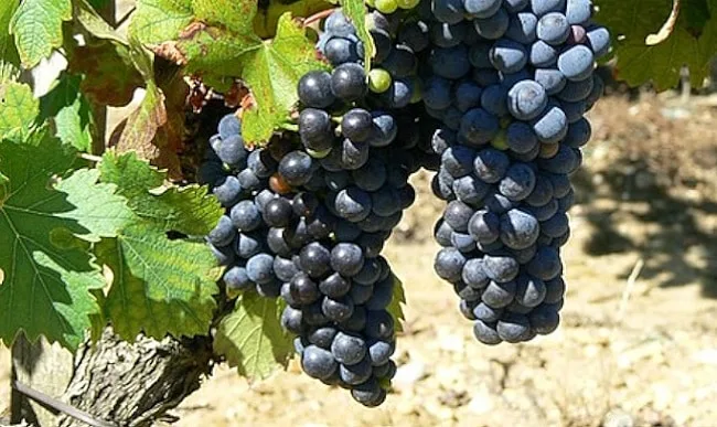 Pinotage - druvor