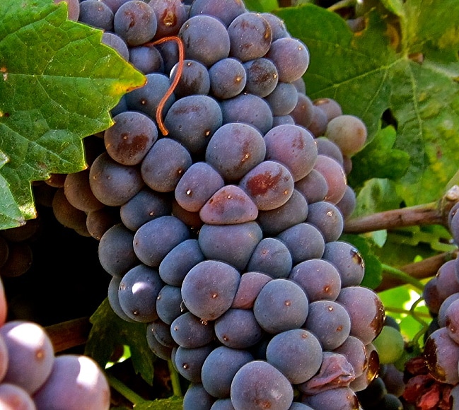 druvan carignan en klase
