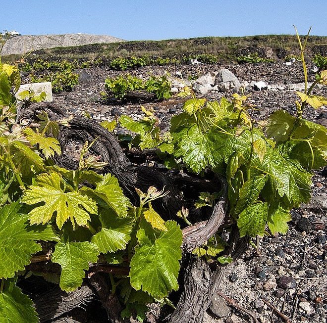 druvan carignan - vinstock