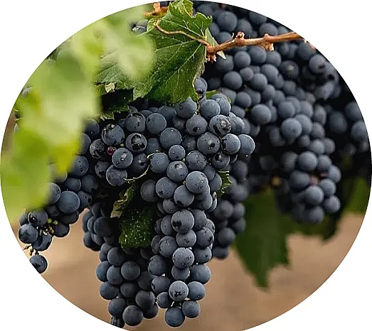 Mencia-en-druvklase
