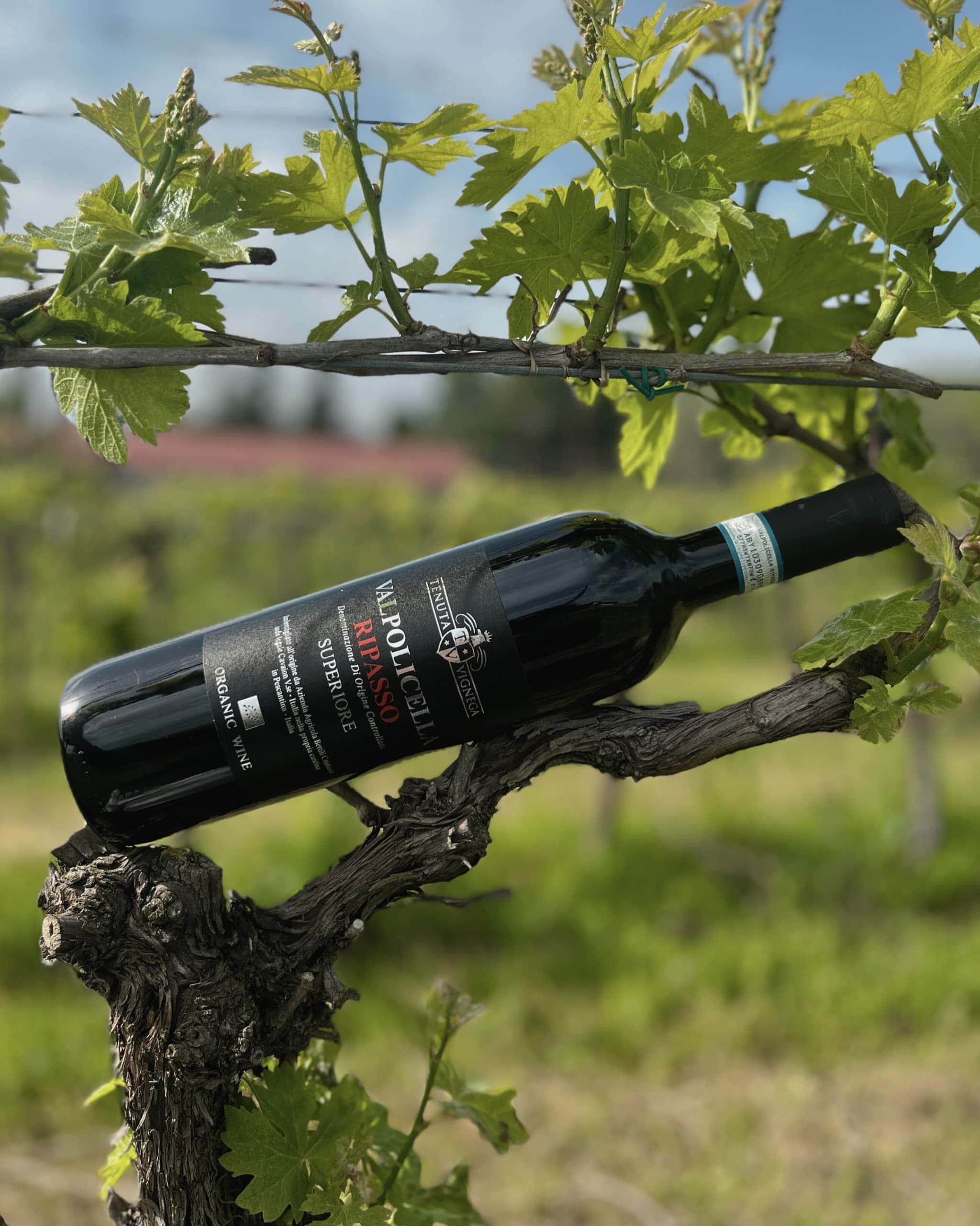 Tenuta Vignega Valpolicella Ripasso Superiore – Veronas själ i varje klunk