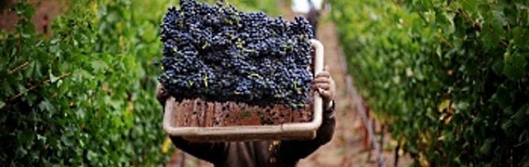 Fabrizio Fabiani Of Azienda Conzia