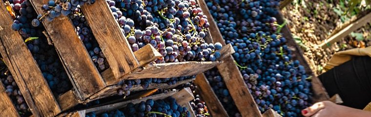 Langhe Nebbiolo DOC