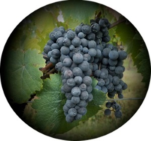 en klase av druvan sangiovese
