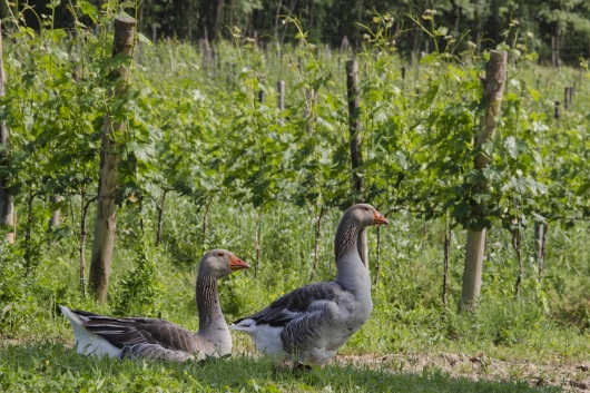 Chianti: vingården hos Il Drago e la Fornace sommarvy
