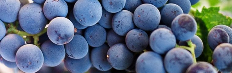 Bli en Lambrusco-entusiast!