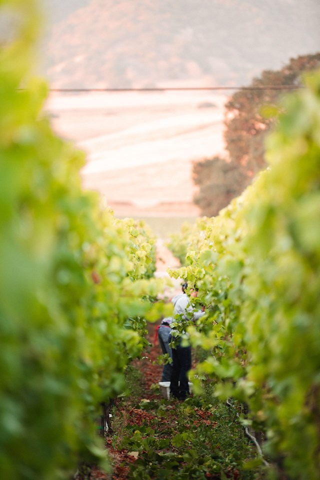 Pinot Noir - skörd i Monterey