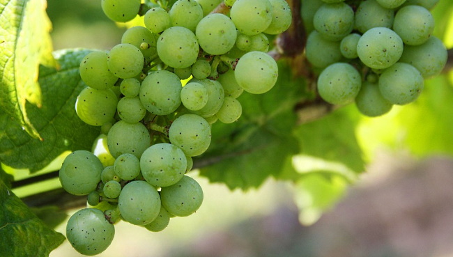 Falco Arinto Vinho Verde - gröna druvor
