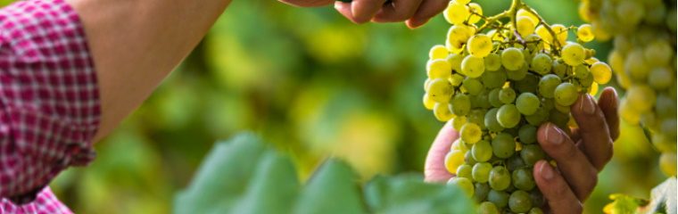 Prova vår nya, grymma Sauvignon Blanc – premiär denna vecka!