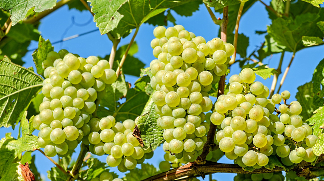 chardonnay druvor