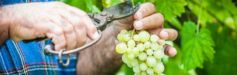 Presenterar: en helt ny Chenin Blanc!