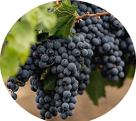 Mencia-en-druvklase